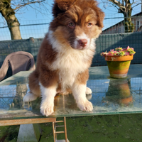 Cucciola pastore australiano