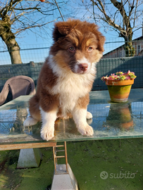 Cucciola pastore australiano