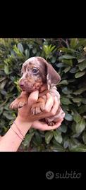 cuccioli bassotto 