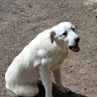 Cucciola
