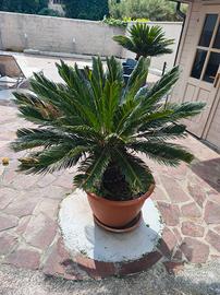Cycas revoluta grande/adulta