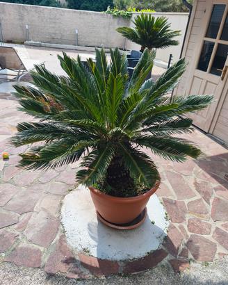 Cycas revoluta grande/adulta