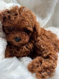 Dolce bambina mini barboncino