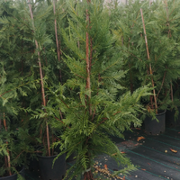 Piante cipresso leilandi da siepe