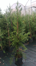 Piante cipresso leilandi da siepe