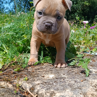 Pitbull ukc