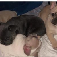 Bouldogue francese cuccioli