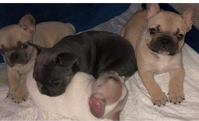 Bouldogue francese cuccioli