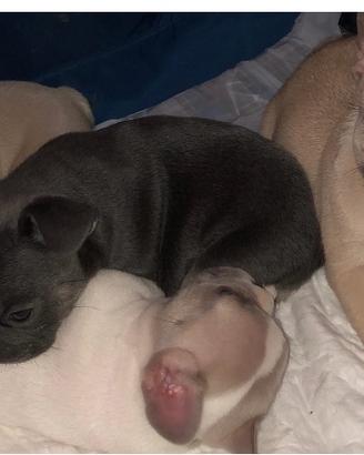 Bouldogue francese cuccioli