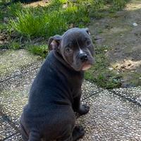 Cuccioli American bully