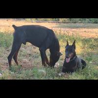 Coppia di dobermann