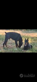 Coppia di dobermann