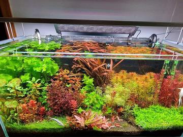 Piantine x acquario