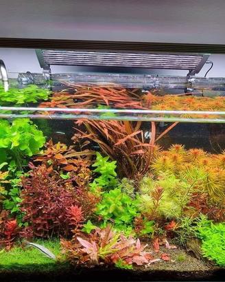 Piantine x acquario