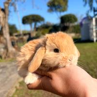 Cucciola coniglia - coniglietta ARIETE NANO