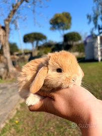 Cucciola coniglia - coniglietta ARIETE NANO