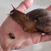 Baby di "Chiocciola africana gigante"