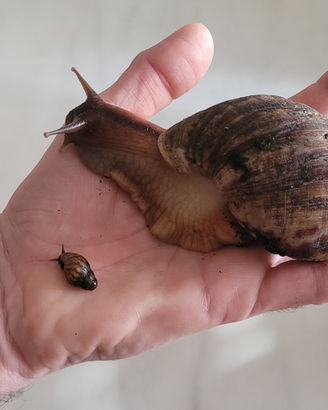 Baby di "Chiocciola africana gigante"