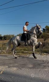 Cavallo PRE domato in alta scuola