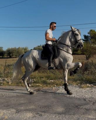 Cavallo PRE domato in alta scuola