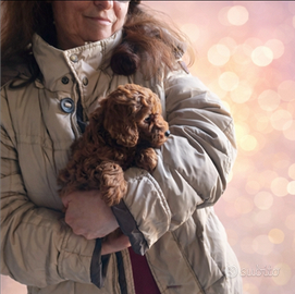 Barboncini toy e mini toy