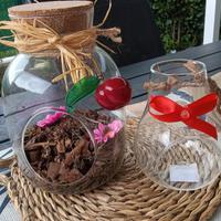 vasi trasparenti per piante