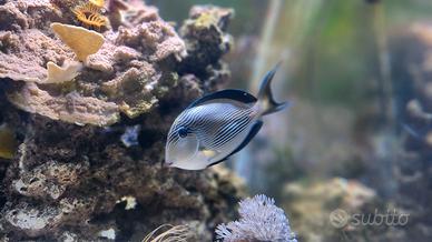 pesce soal 