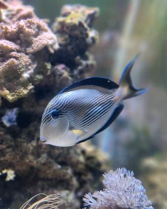 pesce soal 