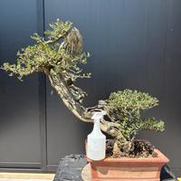 Bonsai olivastro VENDUTO