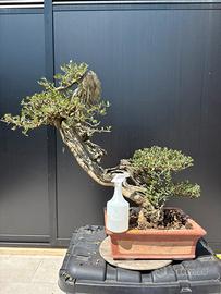 Bonsai olivastro VENDUTO