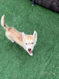 Siberian Husky con pedigree enci
