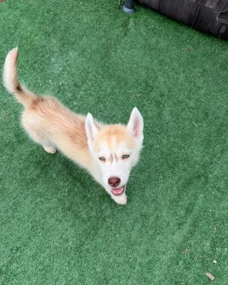 Siberian Husky con pedigree enci