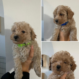 Vendita cuccioli maltipoo