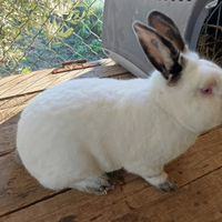 1 Coniglio maschio California