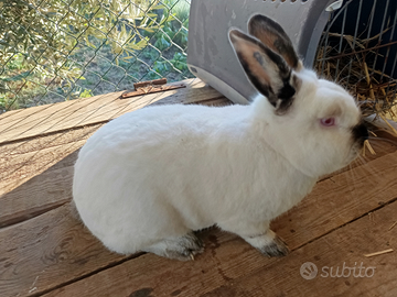 1 Coniglio maschio California