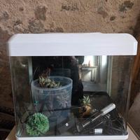 acquario Billy45