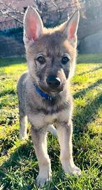 Cucciolo Lupo Cecoslovacco