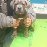 Cane Corso