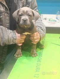 Cane Corso