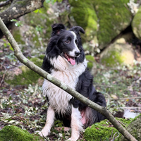 Cuccioli di border collie