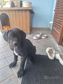 Cucciolo tipo cane corso