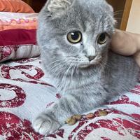 Gatti