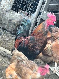 Marans