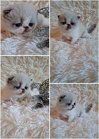 Exotic shorthair