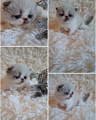 Exotic shorthair