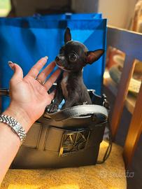 Chihuahua extramini maschio