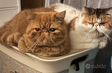 Gatti Persiani