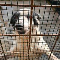 Cane da tartufi 10 anni