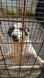 Cane da tartufi 10 anni