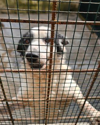 Cane da tartufi anno 2013